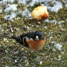 Bergfink (Fringilla montifringilla) ?