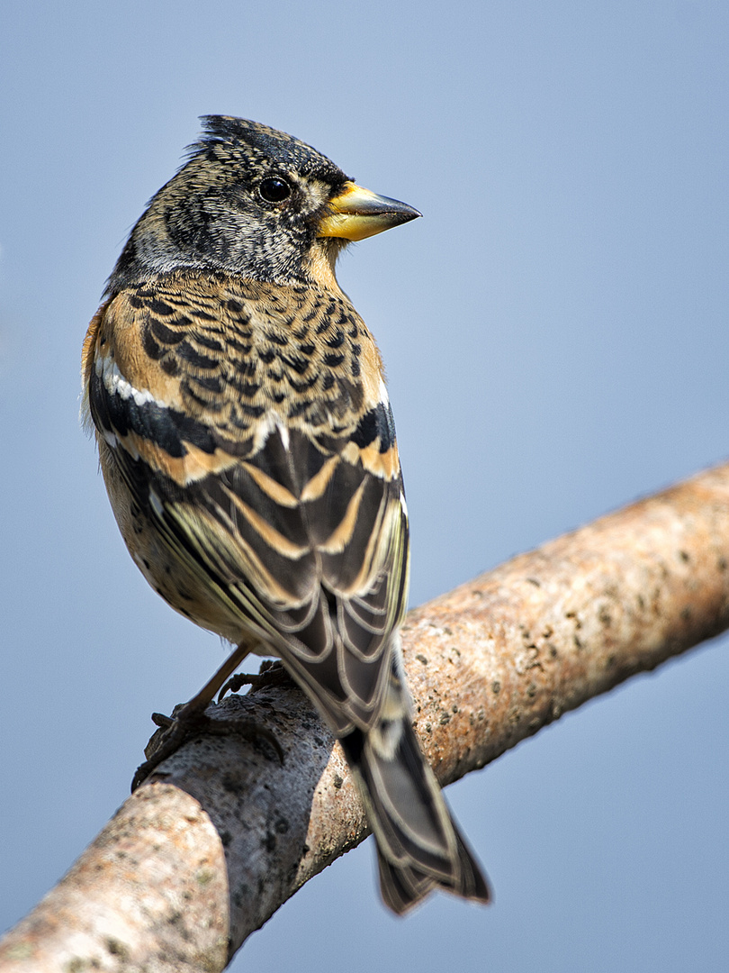 Bergfink (Fringilla montifringilla)