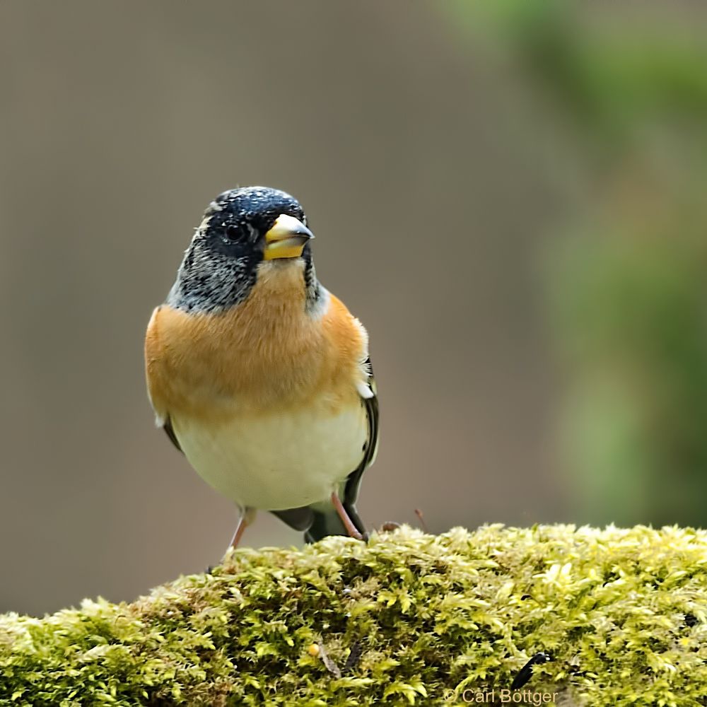 Bergfink (Fringilla montifringilla)