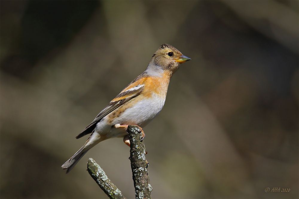 Bergfink (Fringilla montifringilla)