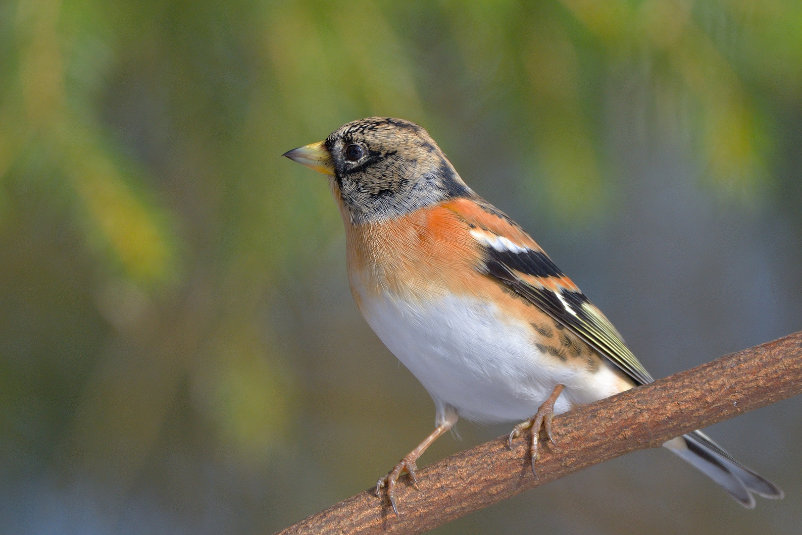 Bergfink (Fringilla montifringilla)