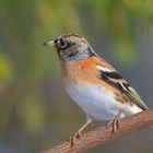 Bergfink (Fringilla montifringilla)