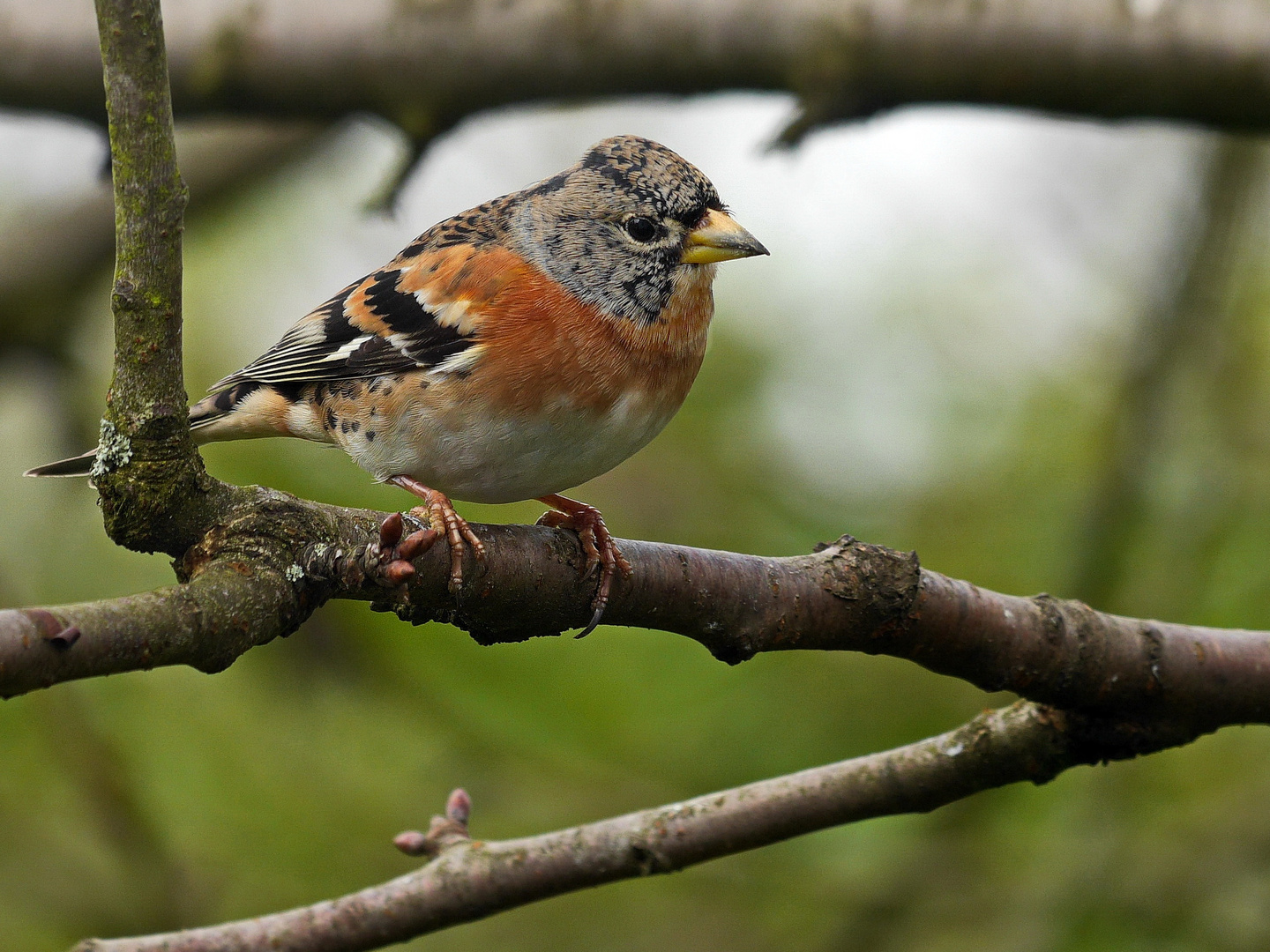 Bergfink (Fringilla montifringilla). 