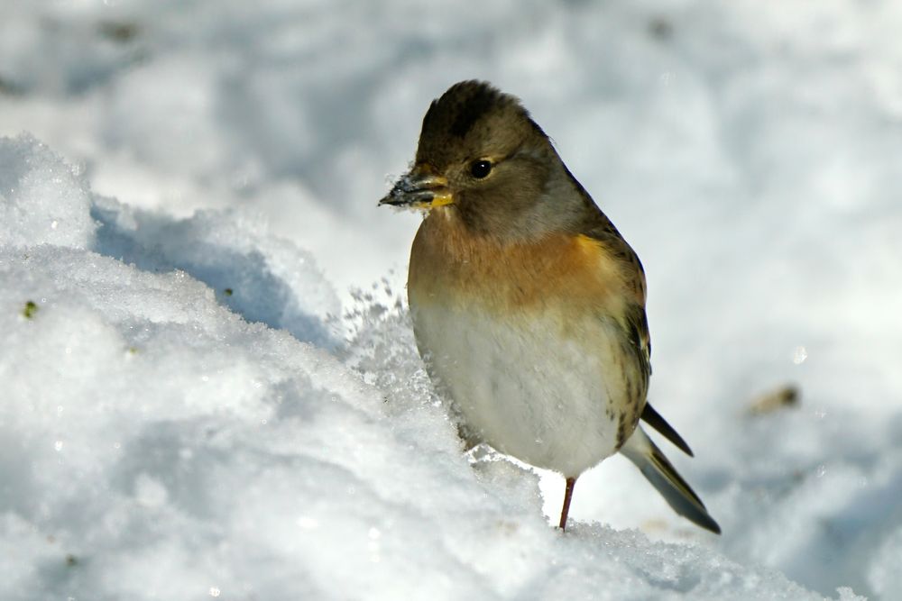 Bergfink (Fringilla montifringilla)