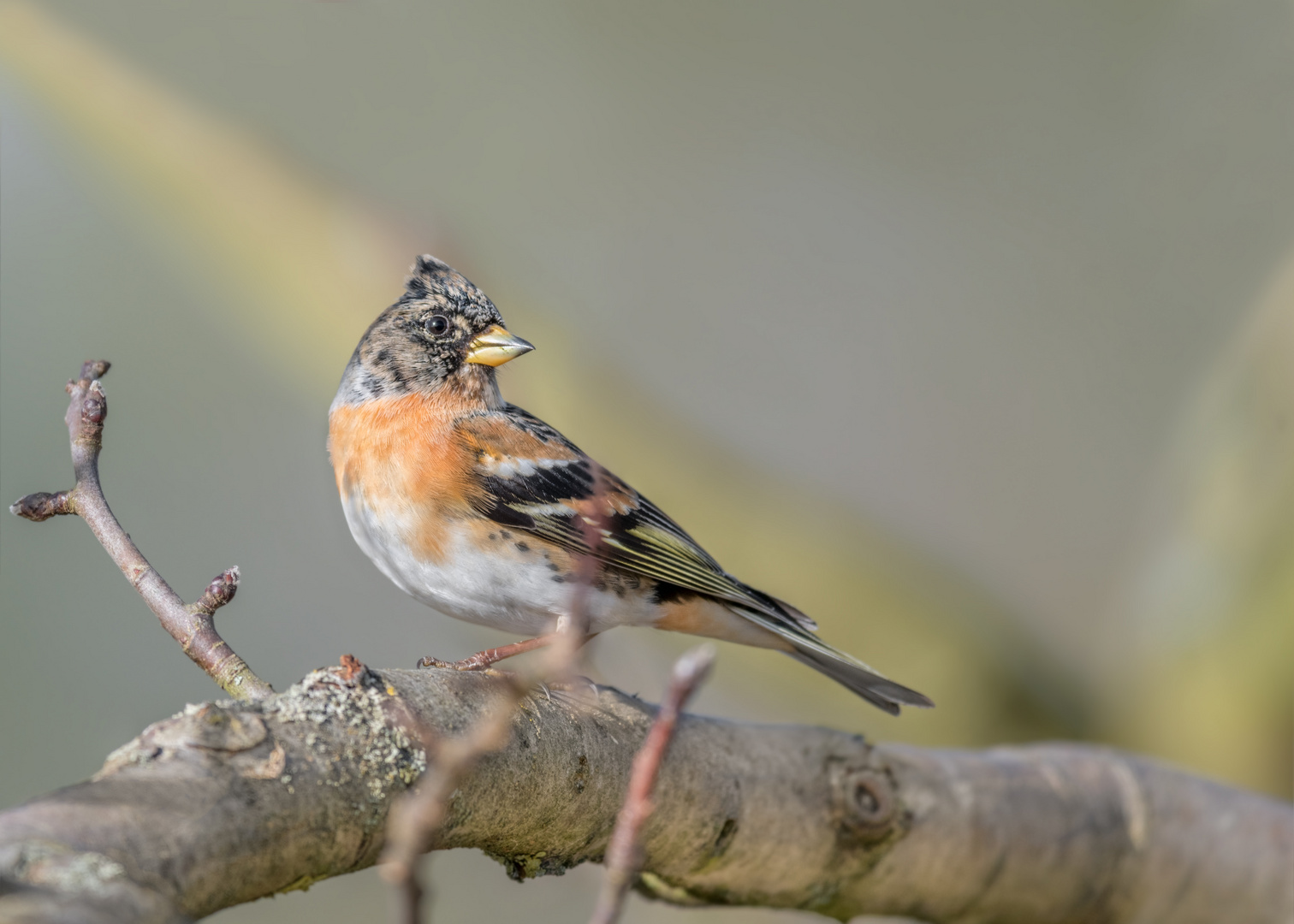 Bergfink (Fringilla montifringilla)