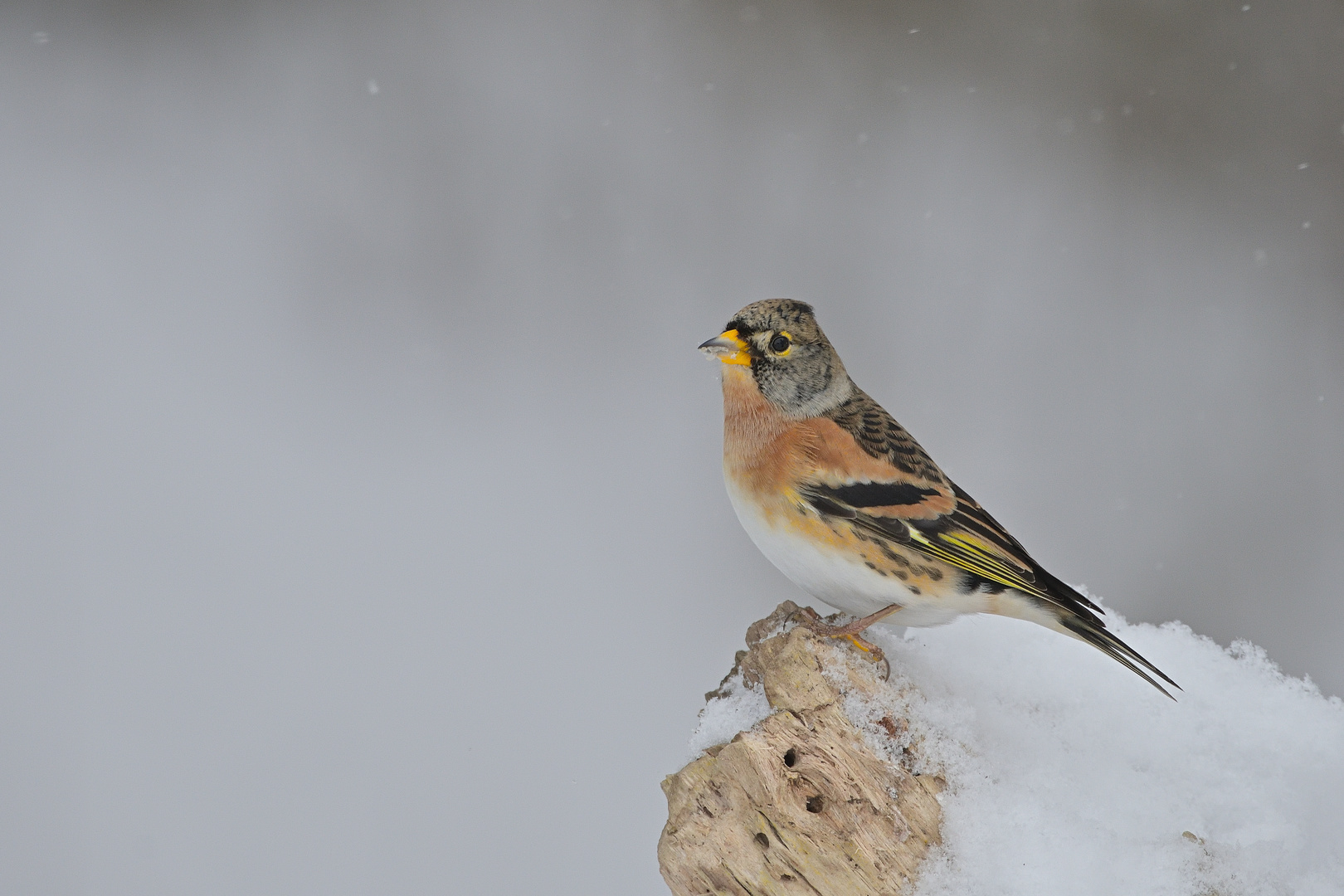 Bergfink (Fringilla montifringilla)