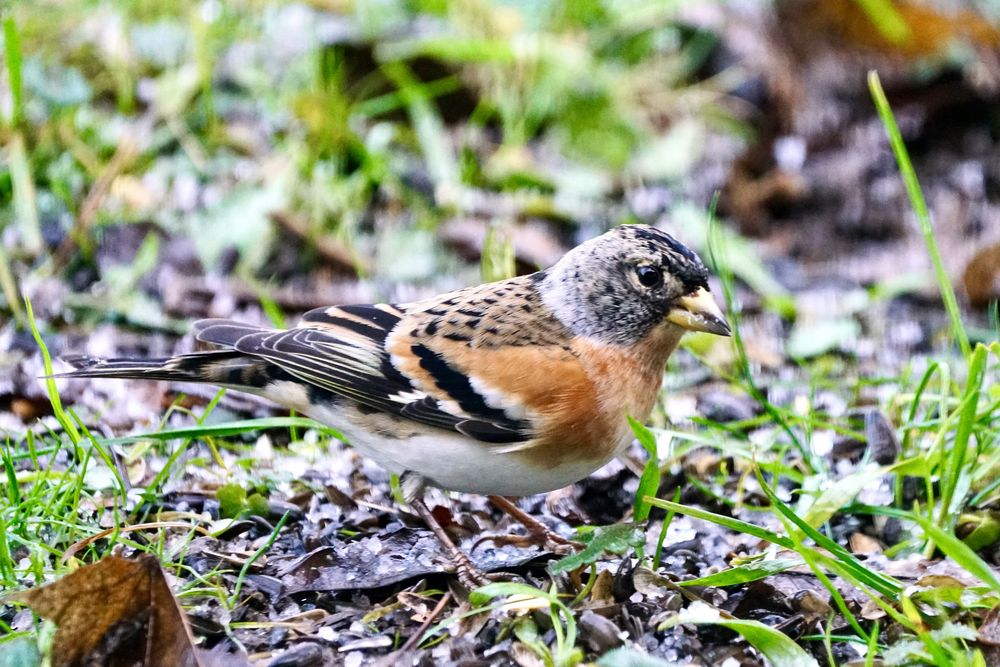 Bergfink (Fringilla montifringilla)