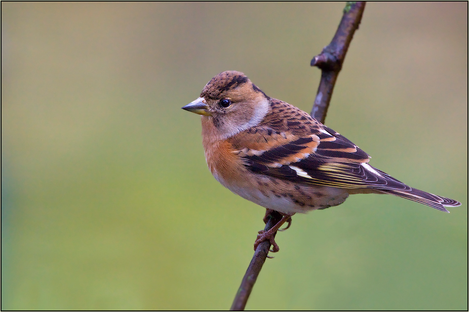 Bergfink (Fringilla montifringilla)