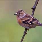 Bergfink (Fringilla montifringilla)