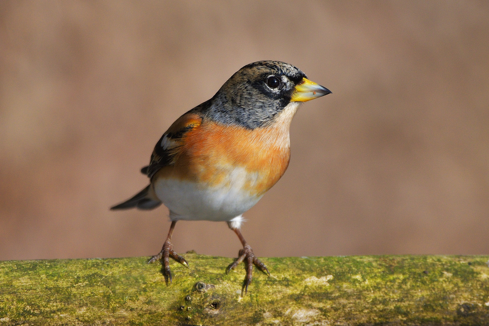 Bergfink (Fringilla montifringilla)