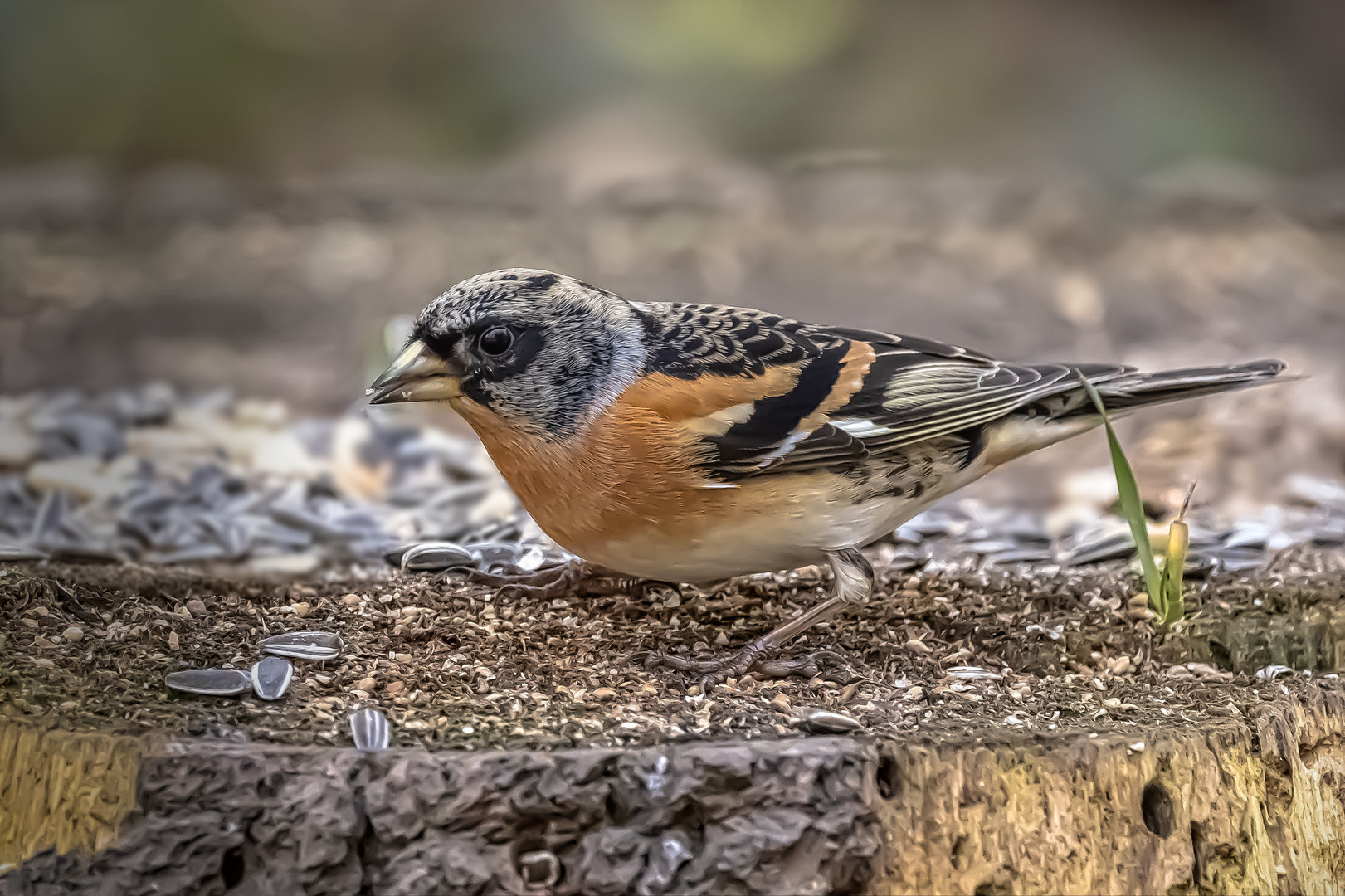  Bergfink (Fringilla montifringilla) 