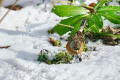 Bergfink (Fringilla montifringilla)