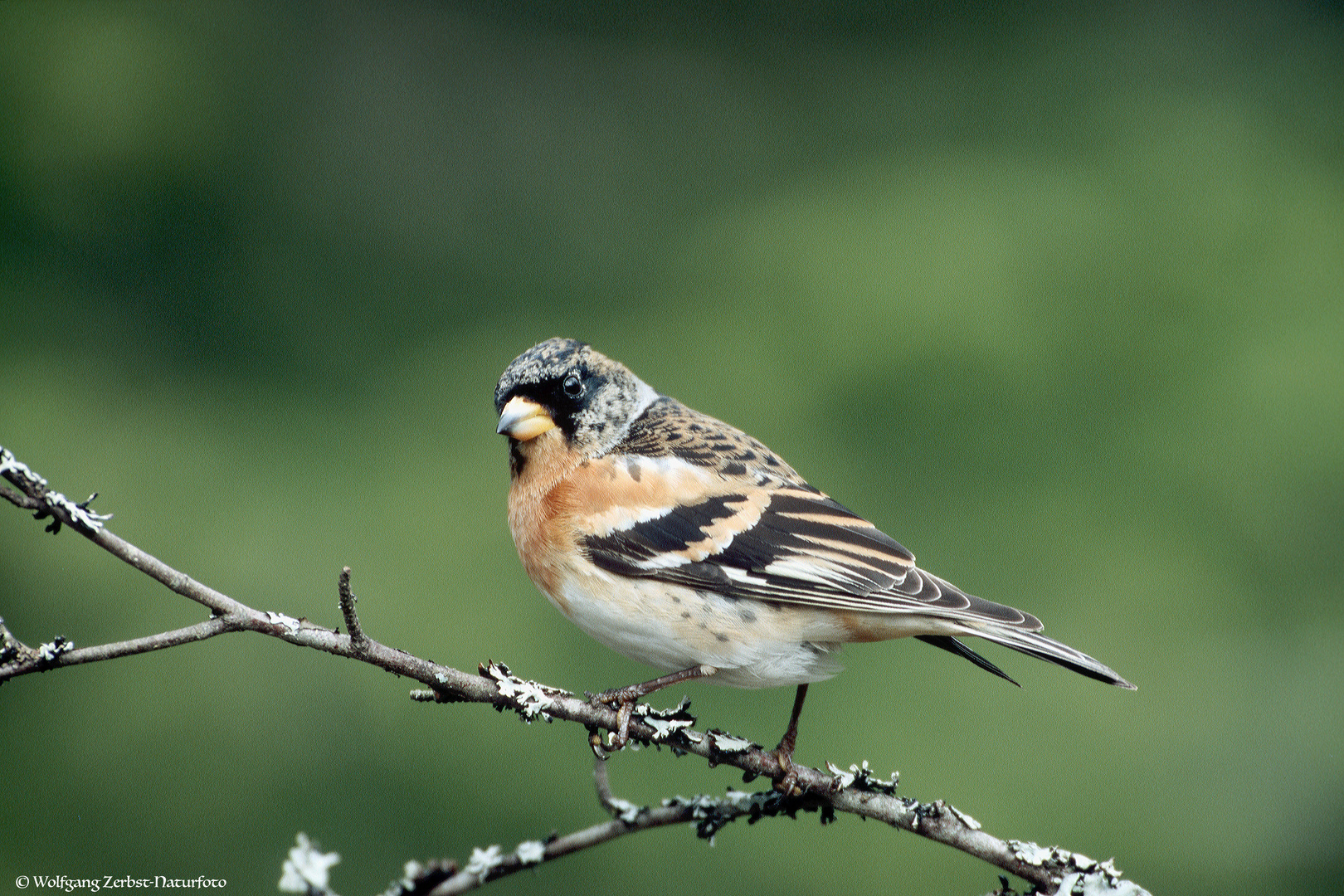 --- Bergfink ---               ( Fringilla montifringilla )