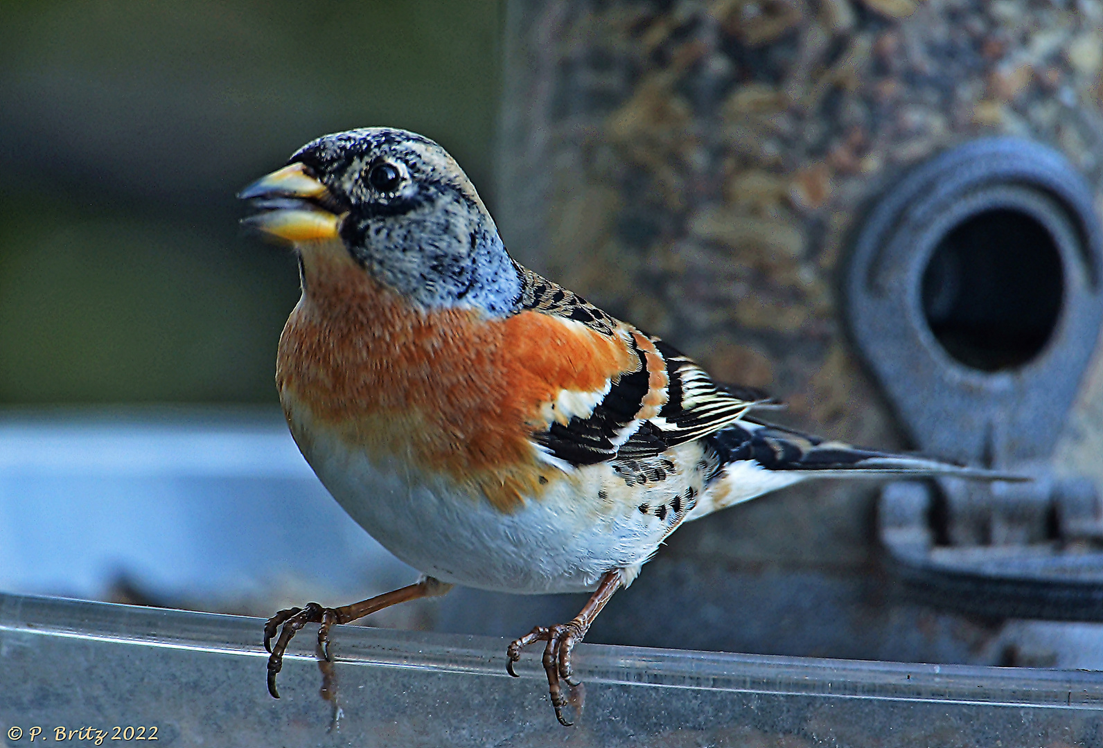 Bergfink (Fringilla montifringilla)