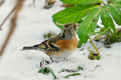 Bergfink (Fringilla montifringilla)