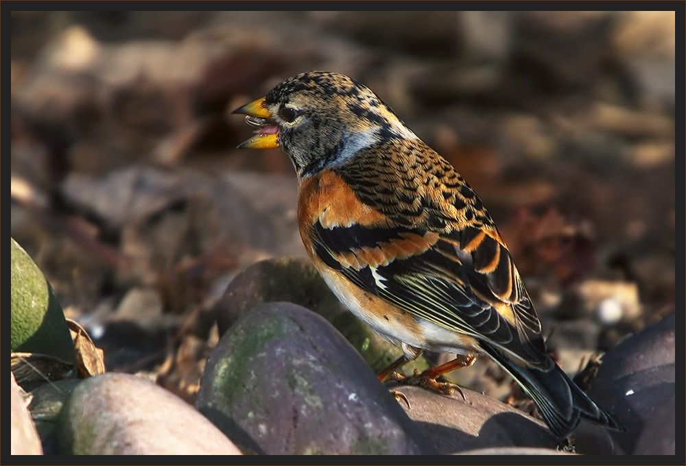 Bergfink (Fringilla montifringilla)