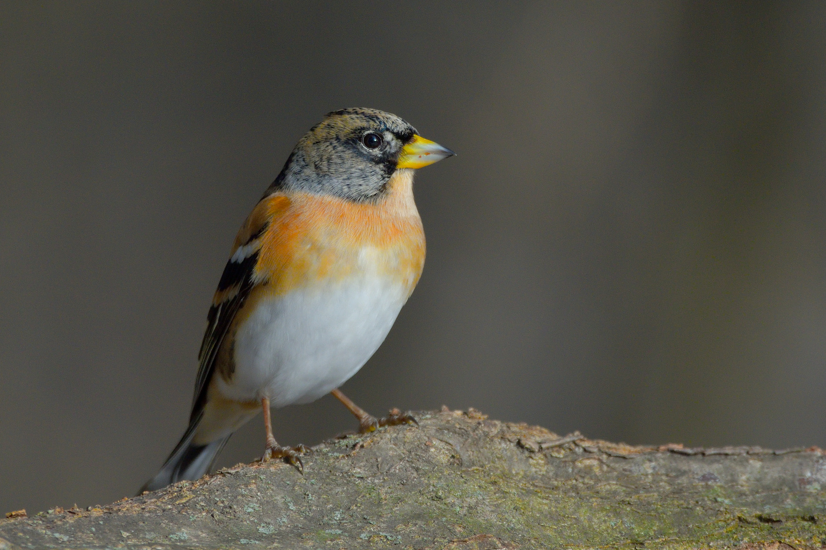 Bergfink (Fringilla montifringilla)