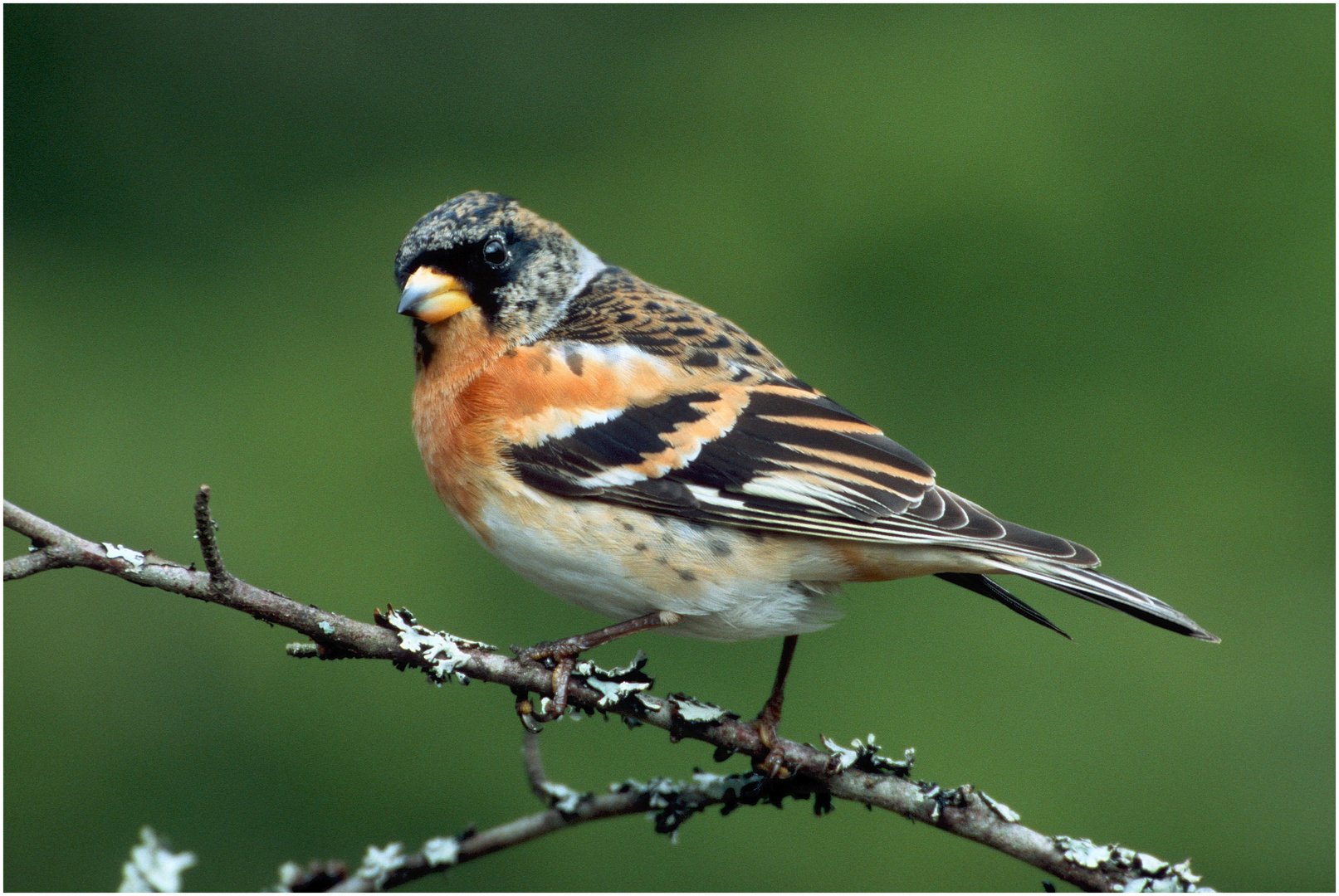 --- Bergfink --- ( Fringilla montifringilla )