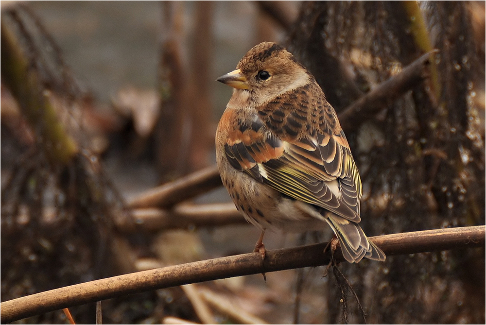 Bergfink (Fringilla montifringilla)