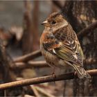 Bergfink (Fringilla montifringilla)