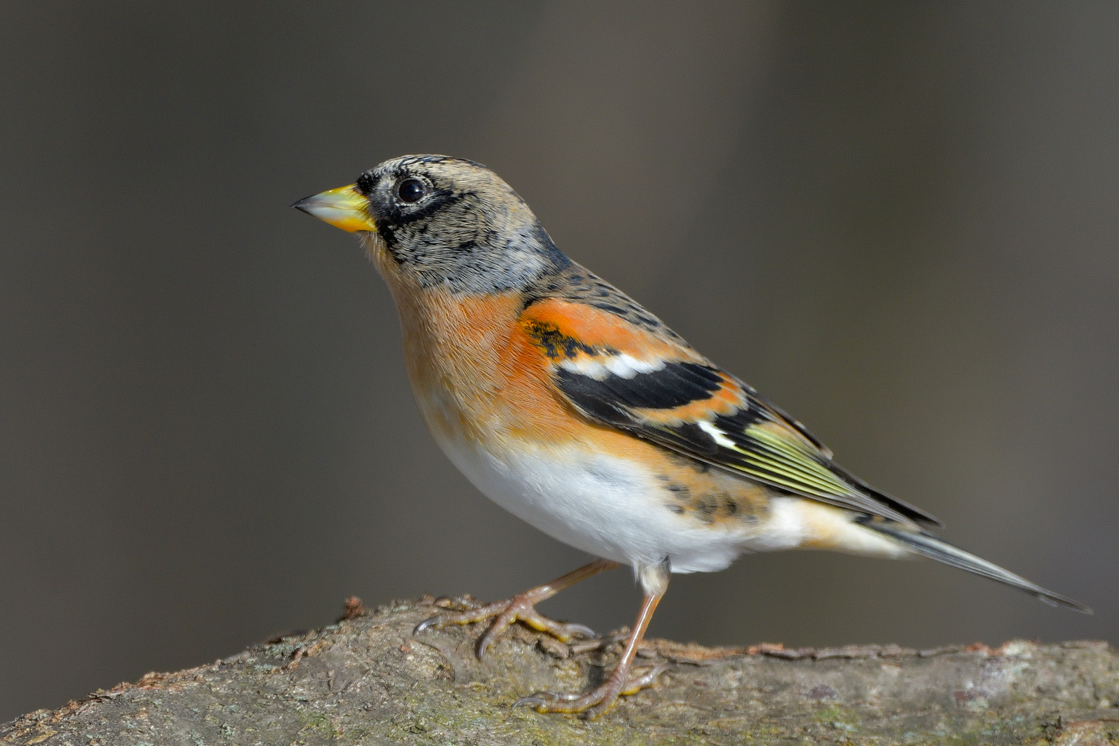 Bergfink (Fringilla montifringilla) 