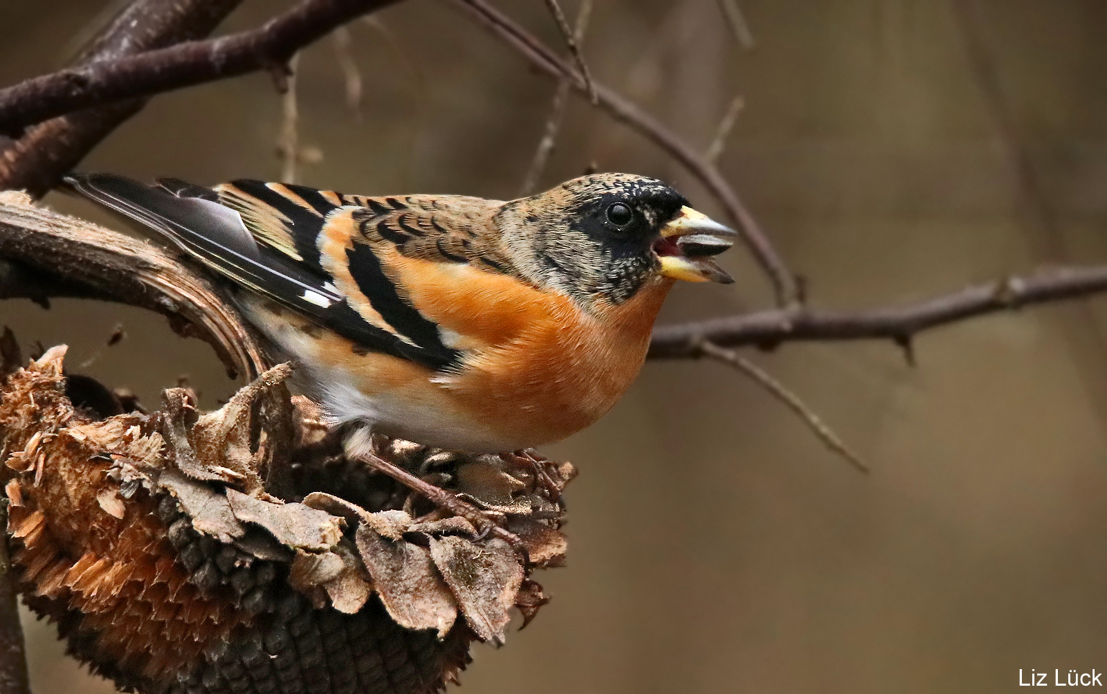 Bergfink (Fringilla montifringilla)