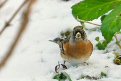 Bergfink (Fringilla montifringilla)