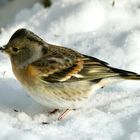 Bergfink (Fringilla montifringilla)