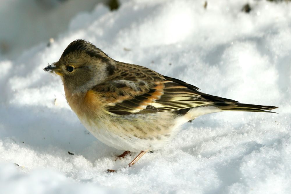 Bergfink (Fringilla montifringilla)