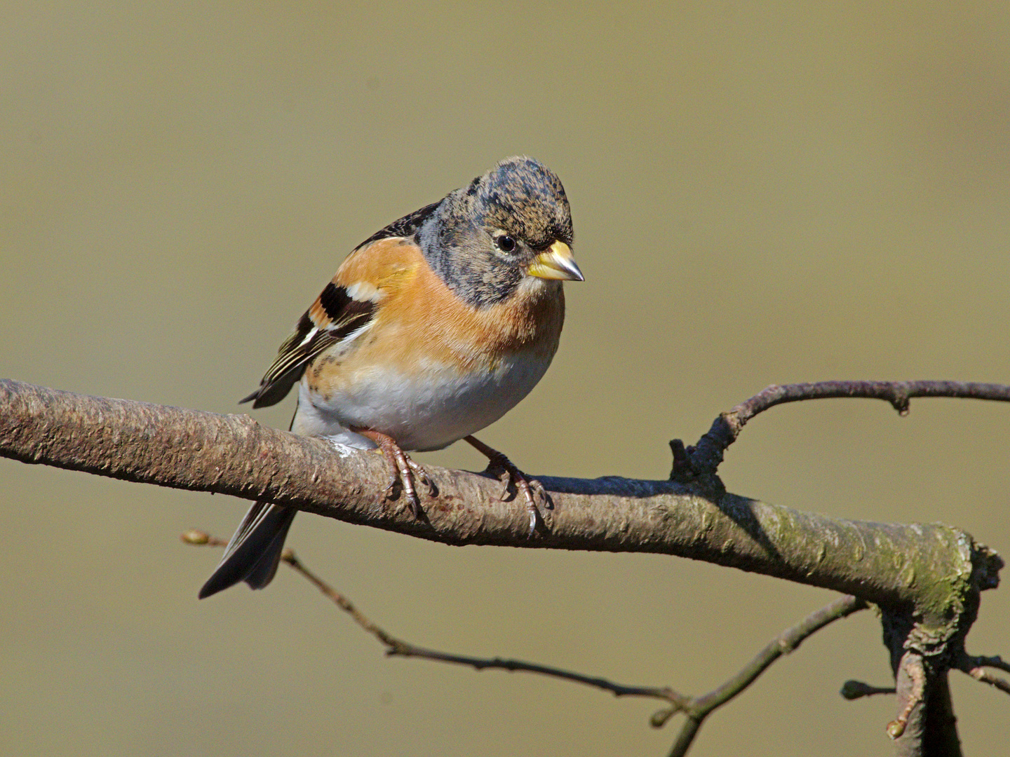 Bergfink (Fringilla montifringilla)