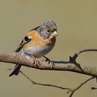 Bergfink (Fringilla montifringilla)