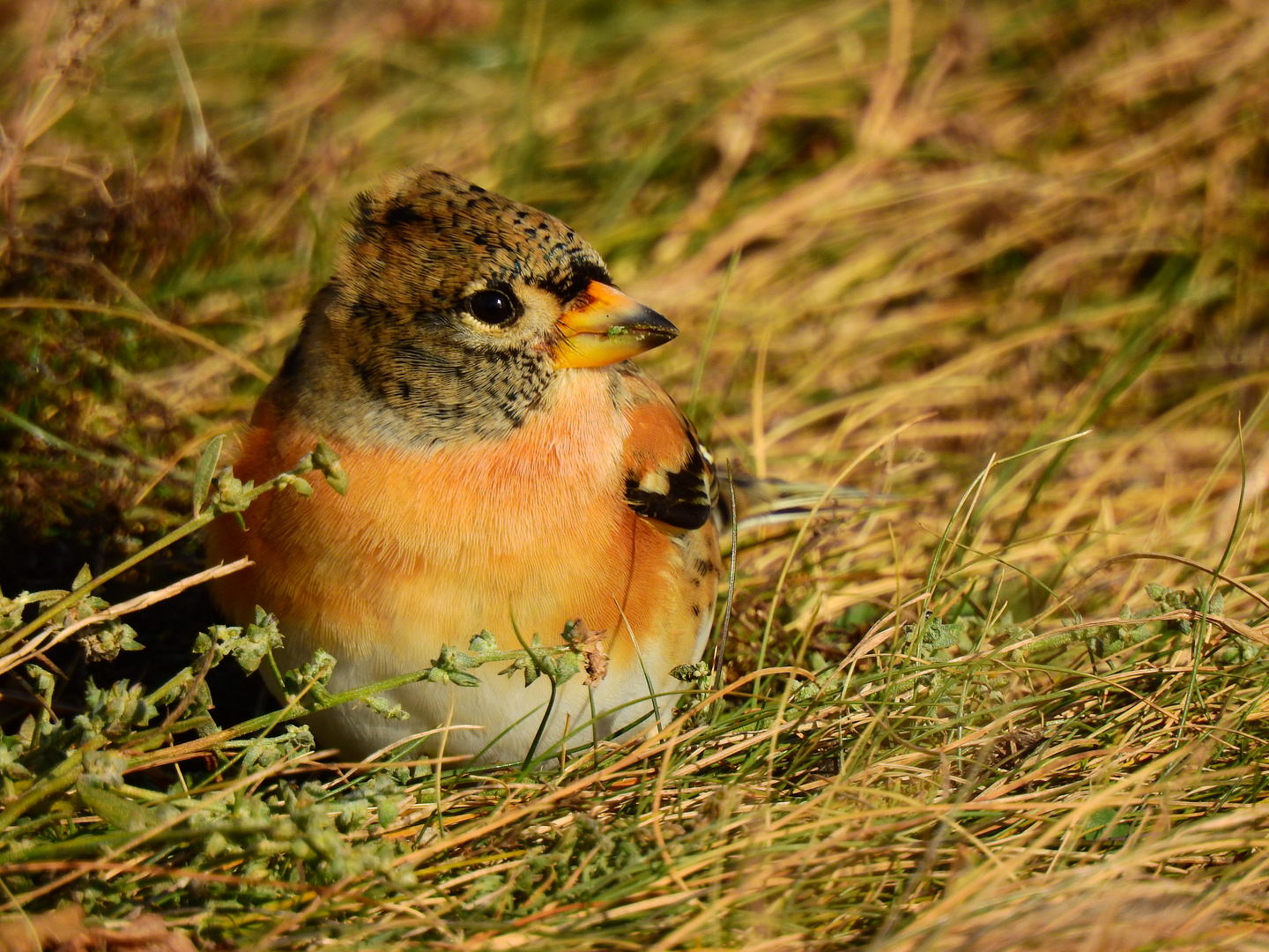 Bergfink (Fringilla montifringilla)