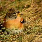 Bergfink (Fringilla montifringilla)