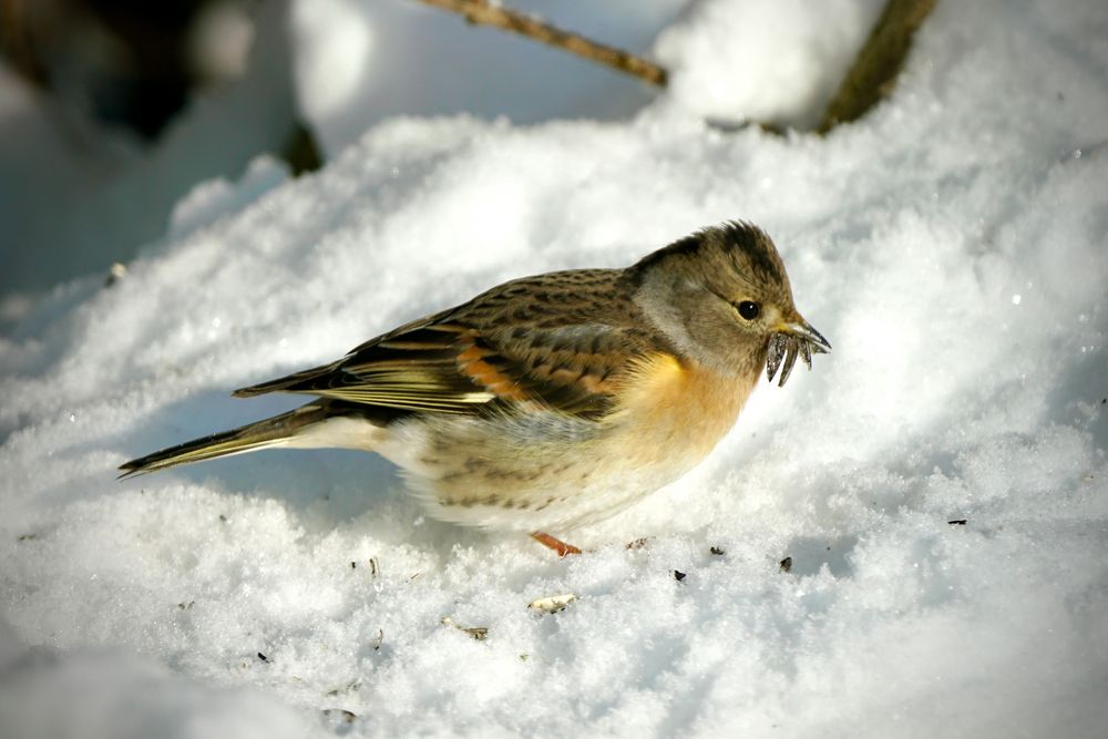 Bergfink (Fringilla montifringilla)