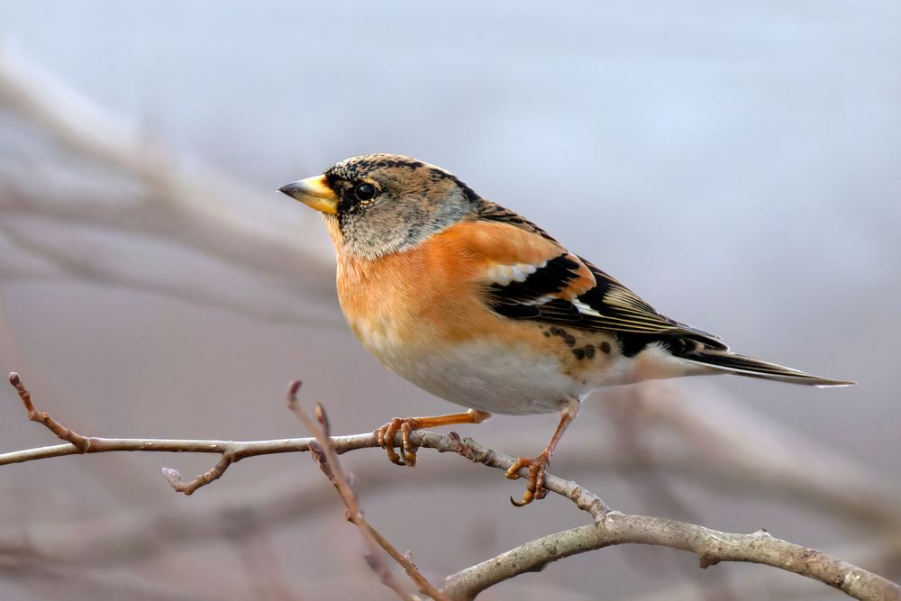 Bergfink (Fringilla montifringilla) 