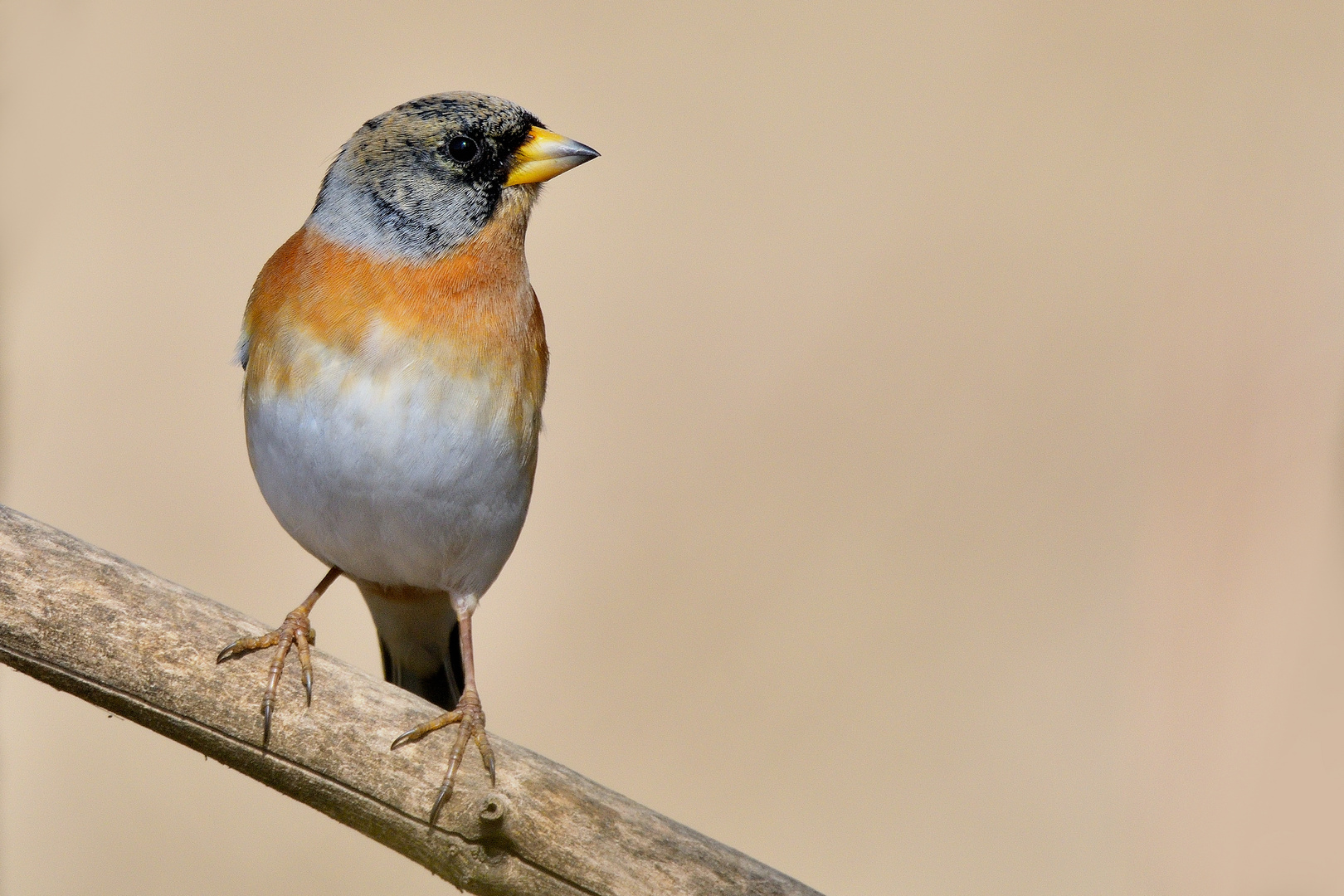 Bergfink (Fringilla montifringilla)