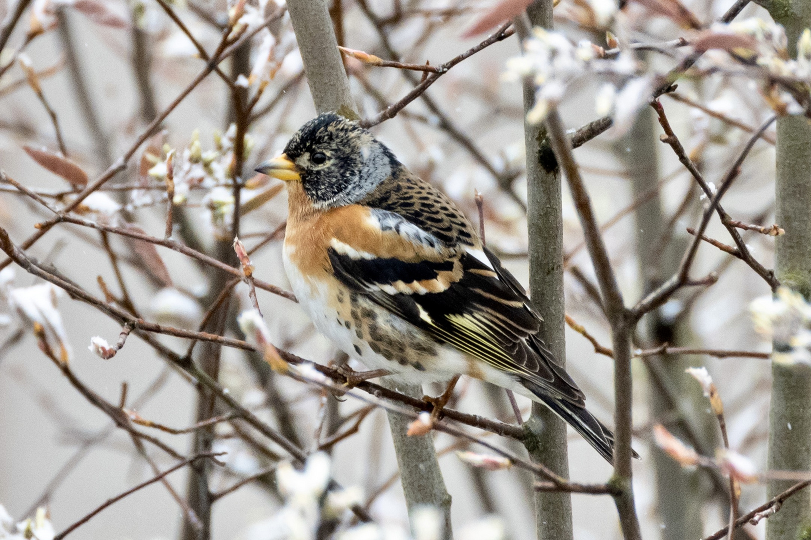 Bergfink (Fringilla montifringilla)