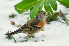 Bergfink (Fringilla montifringilla)