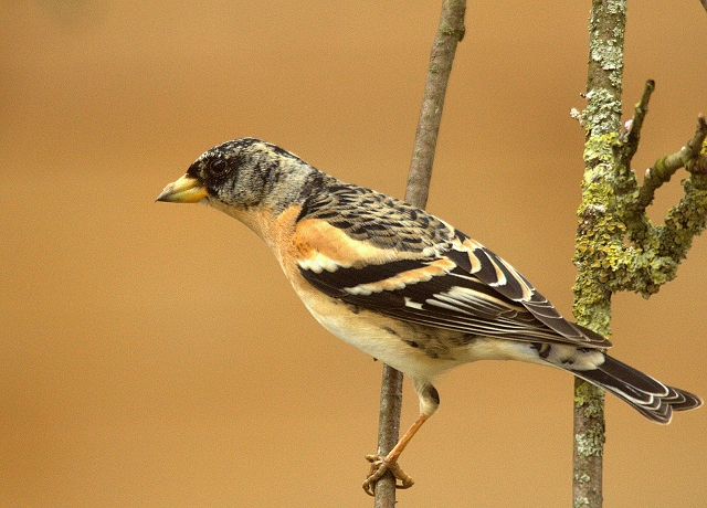 Bergfink Hahn