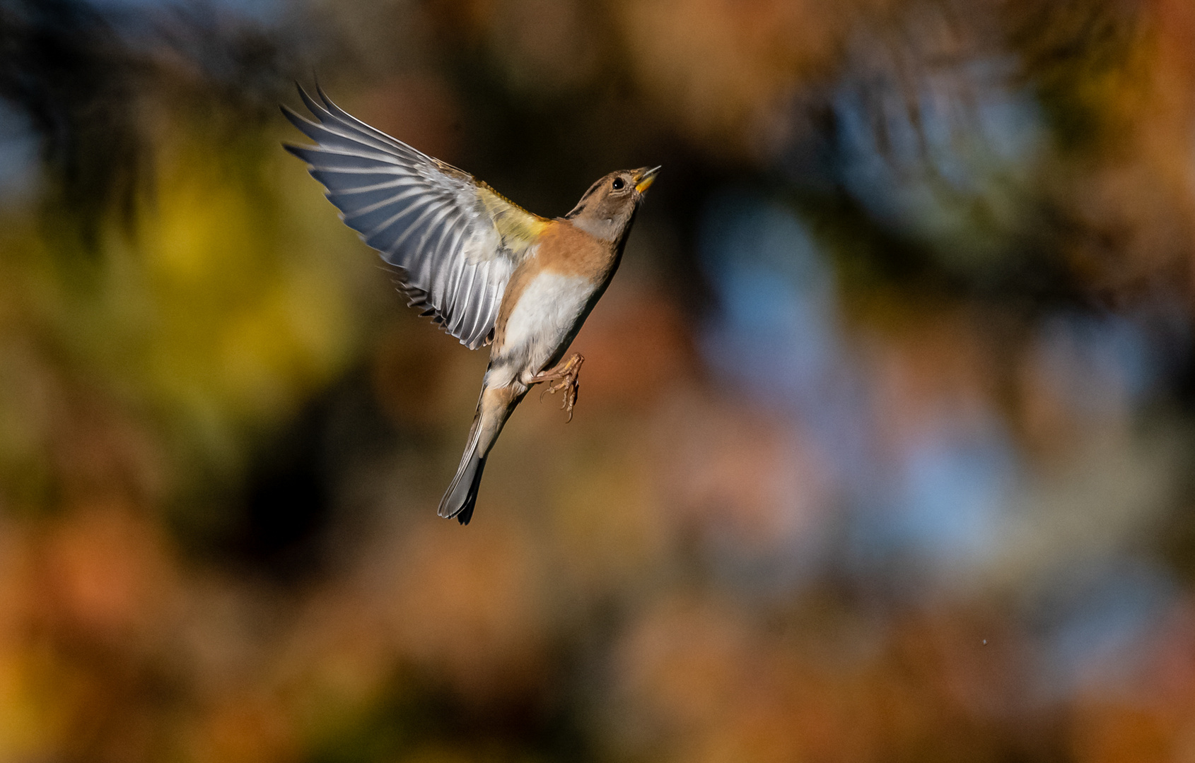 Bergfink im Flug ...