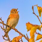 Bergfink im Herbst