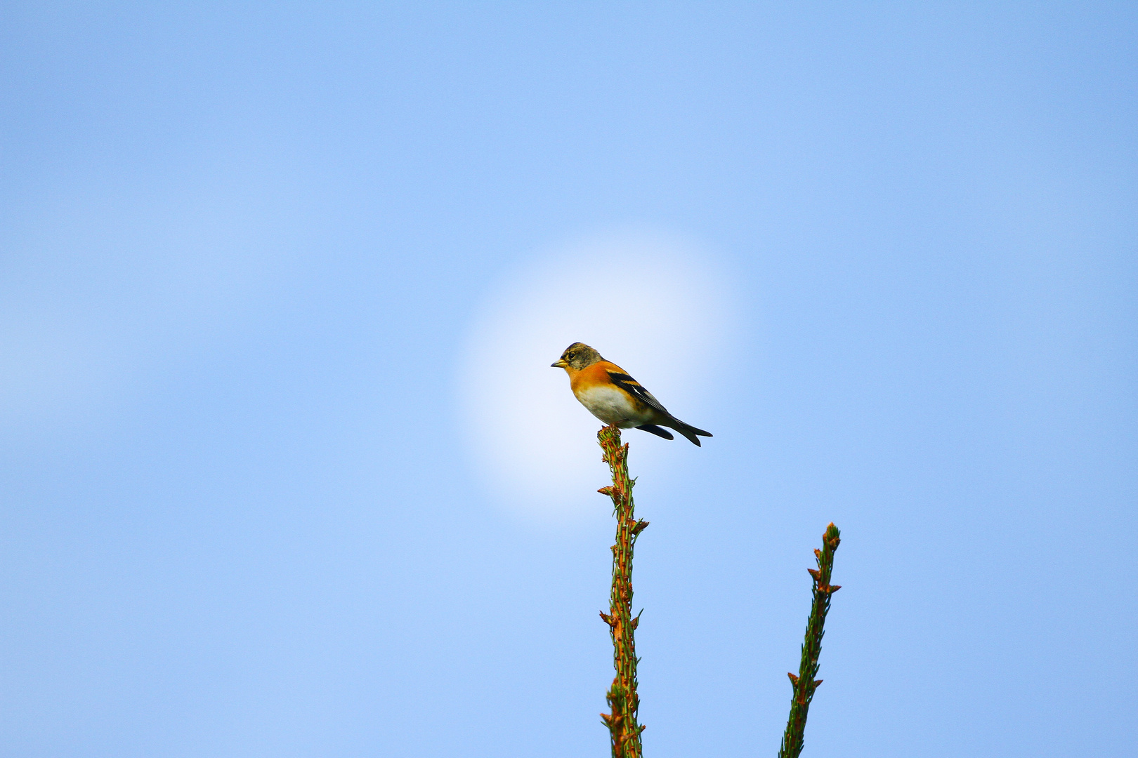 Bergfink im Mondlicht