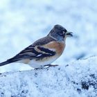 Bergfink im Schnee