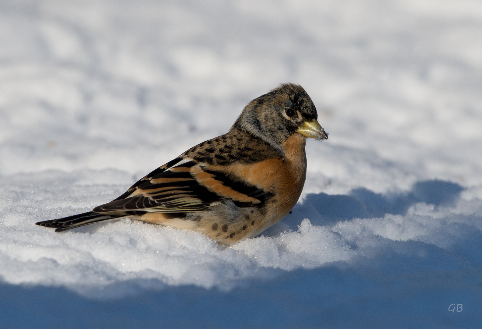 Bergfink im Schnee