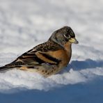 Bergfink im Schnee