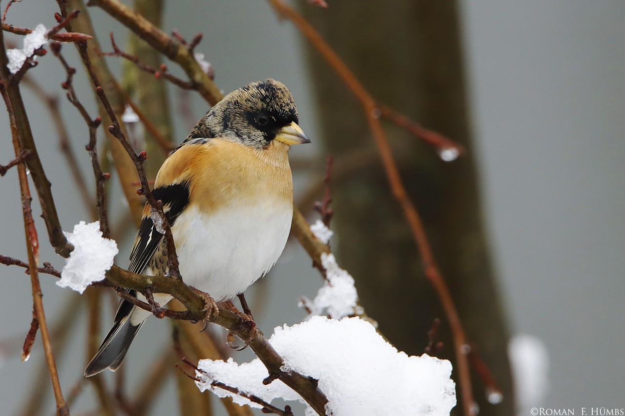 Bergfink im Schnee