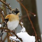 Bergfink im Schnee