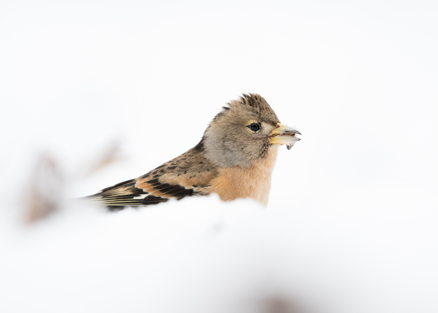 Bergfink im Schnee