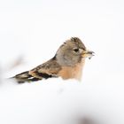 Bergfink im Schnee