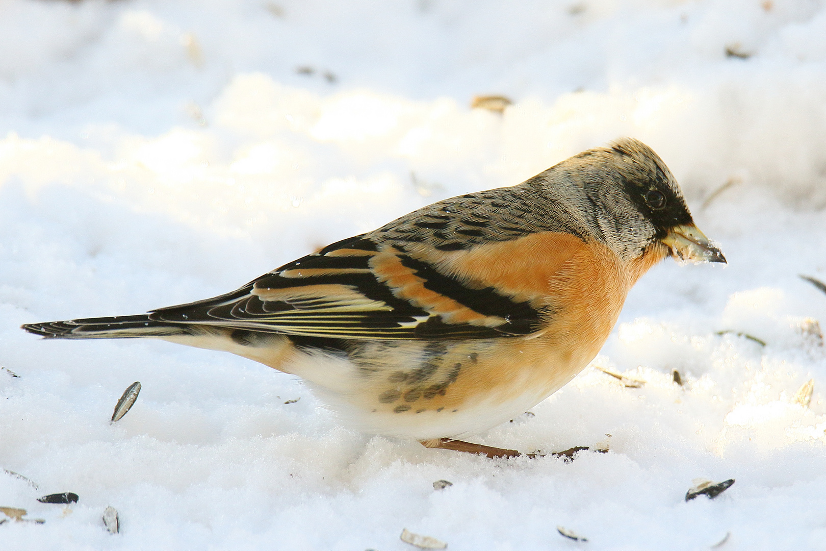 Bergfink im Schnee